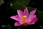 莲花             