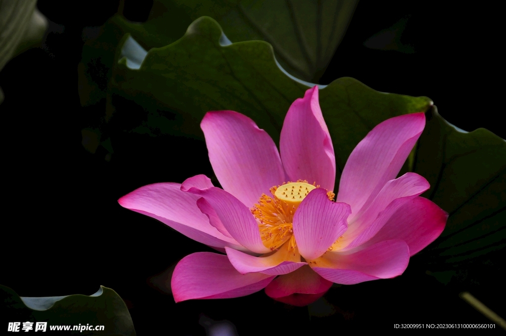 莲花             