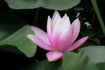 莲花             