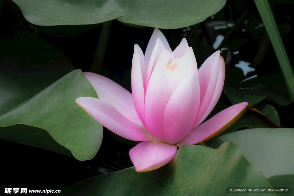 莲花             