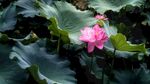 莲花             