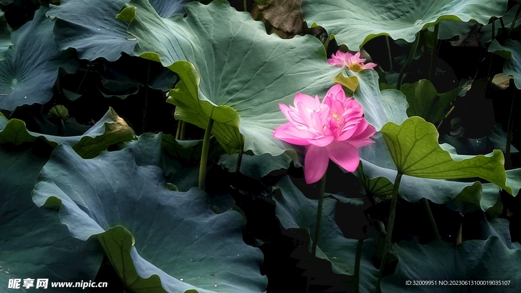 莲花             
