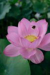 莲花             