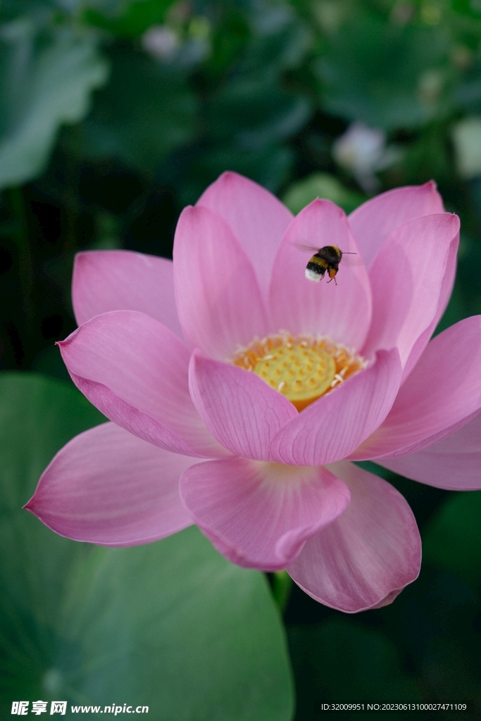 莲花             