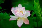莲花             