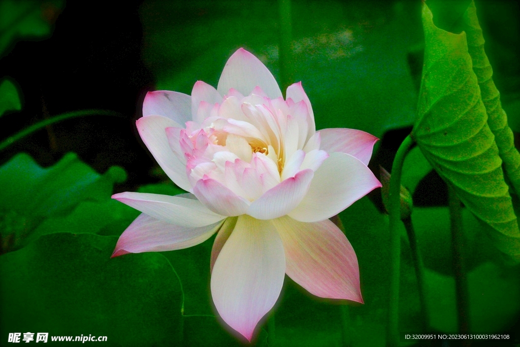 莲花             