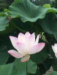 莲花             
