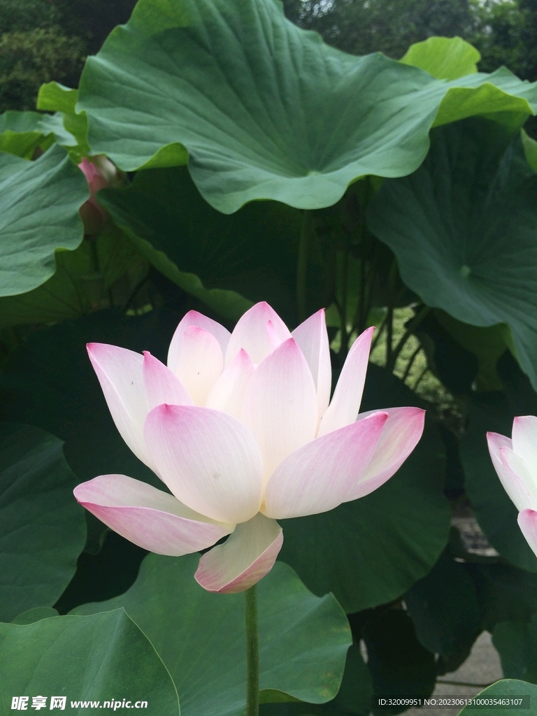 莲花             