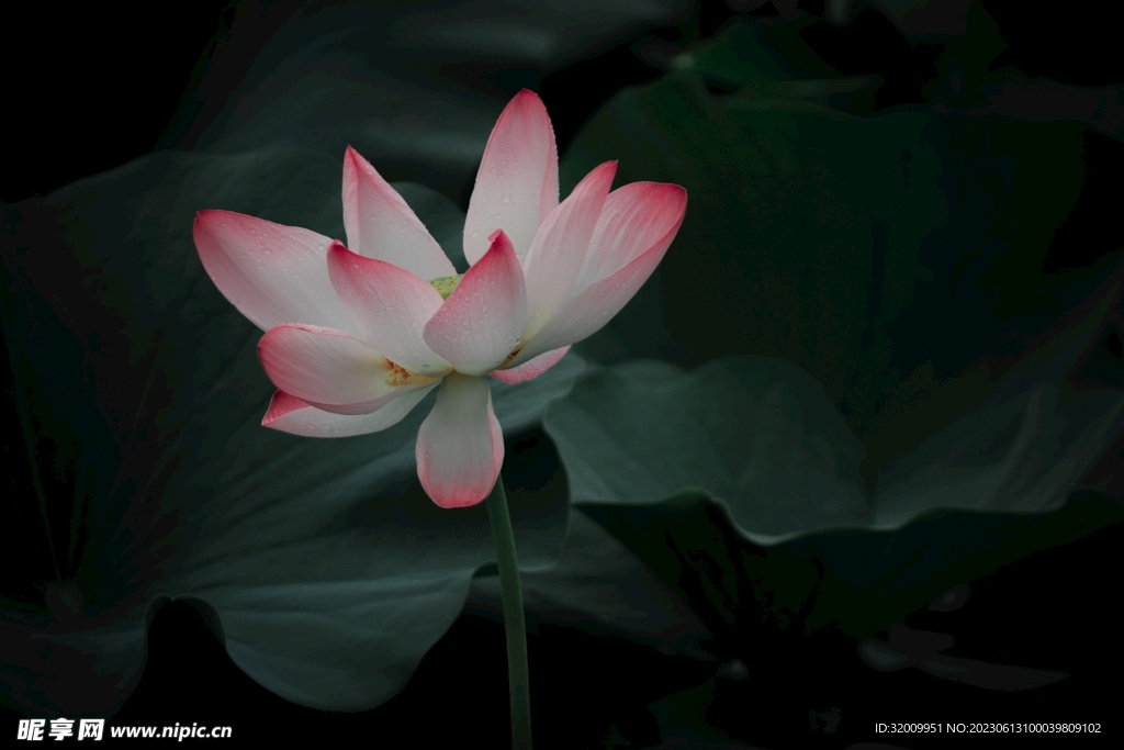 莲花             