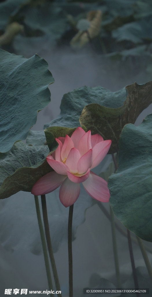 莲花             