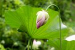 莲花             