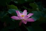 莲花             