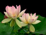 莲花             