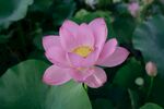 莲花             
