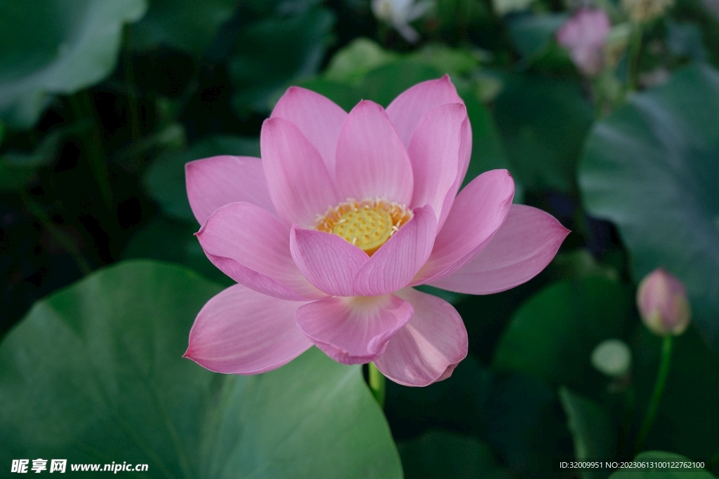莲花             