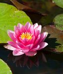 莲花             