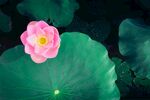 莲花             