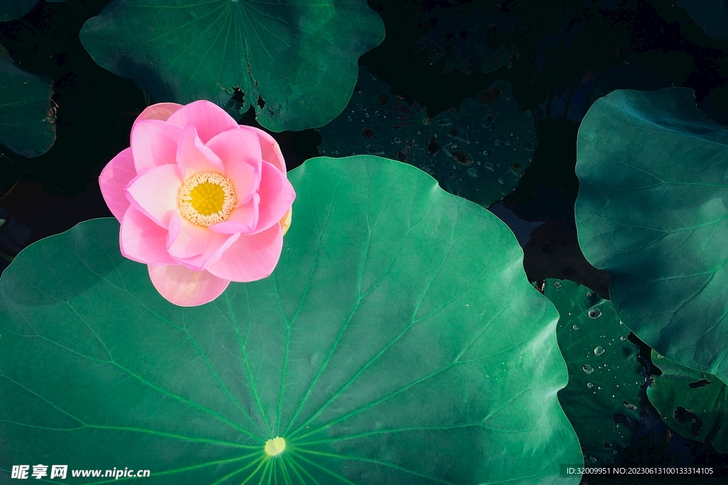 莲花             