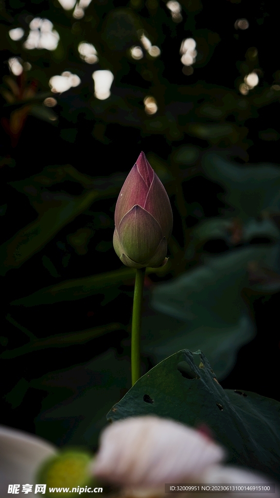 莲花             