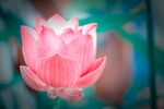 莲花             