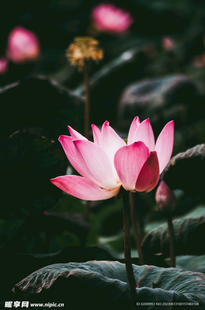 莲花             