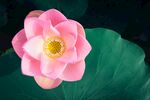 莲花             