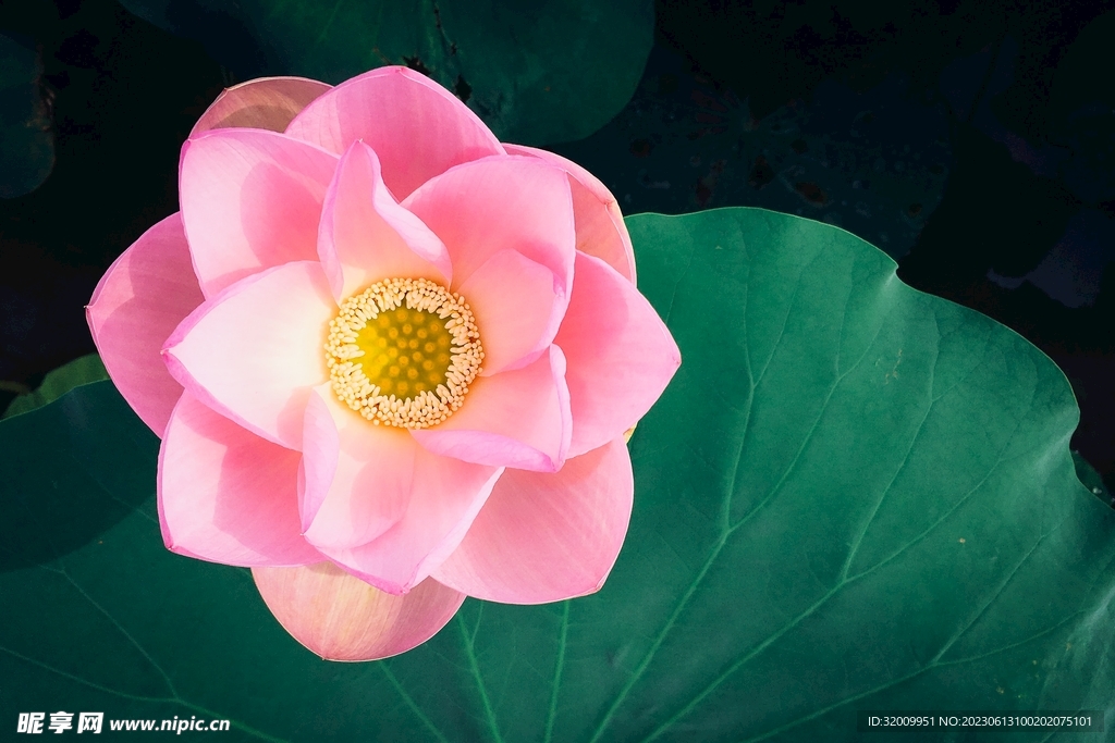 莲花             