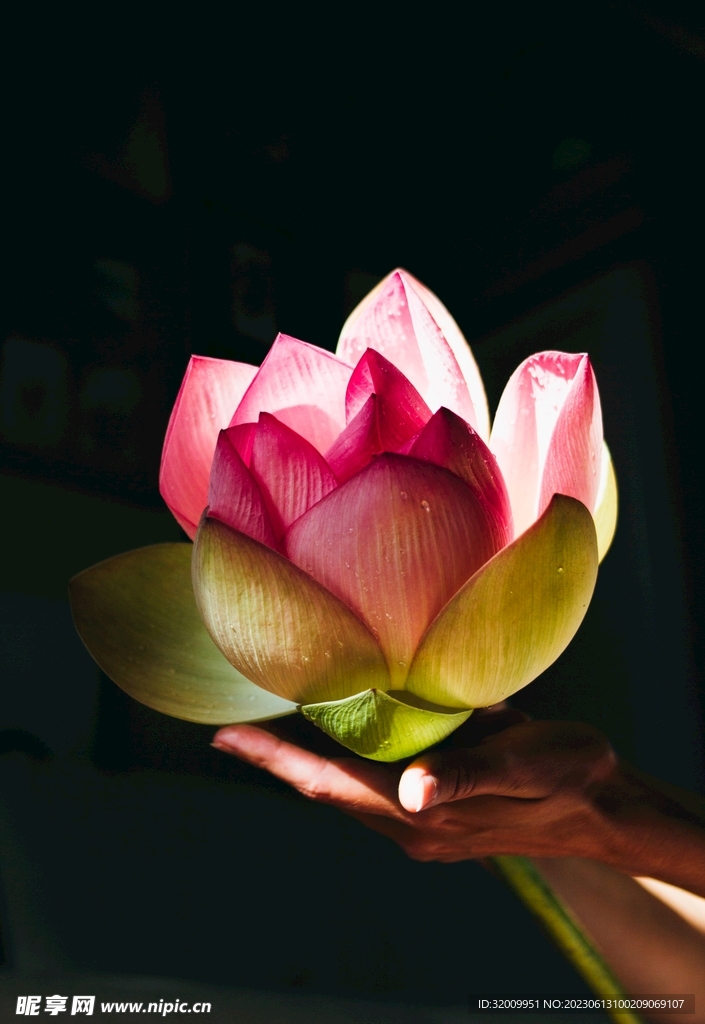 莲花             