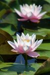 莲花             