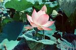 莲花             