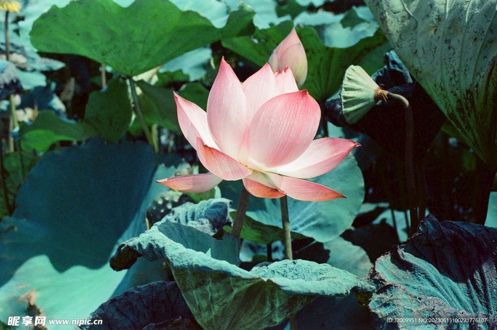 莲花             
