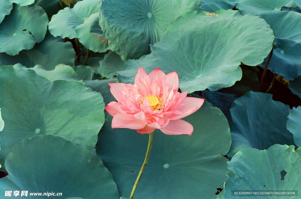 莲花             