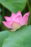 莲花             