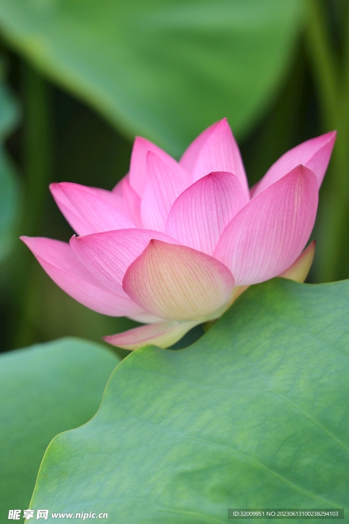 莲花             
