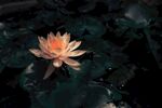 莲花             
