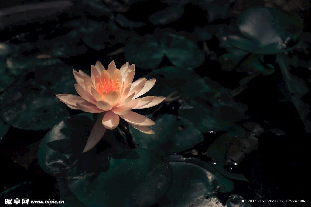 莲花             
