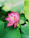 莲花             