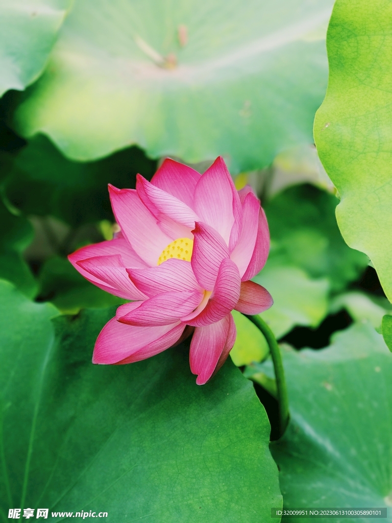 莲花             