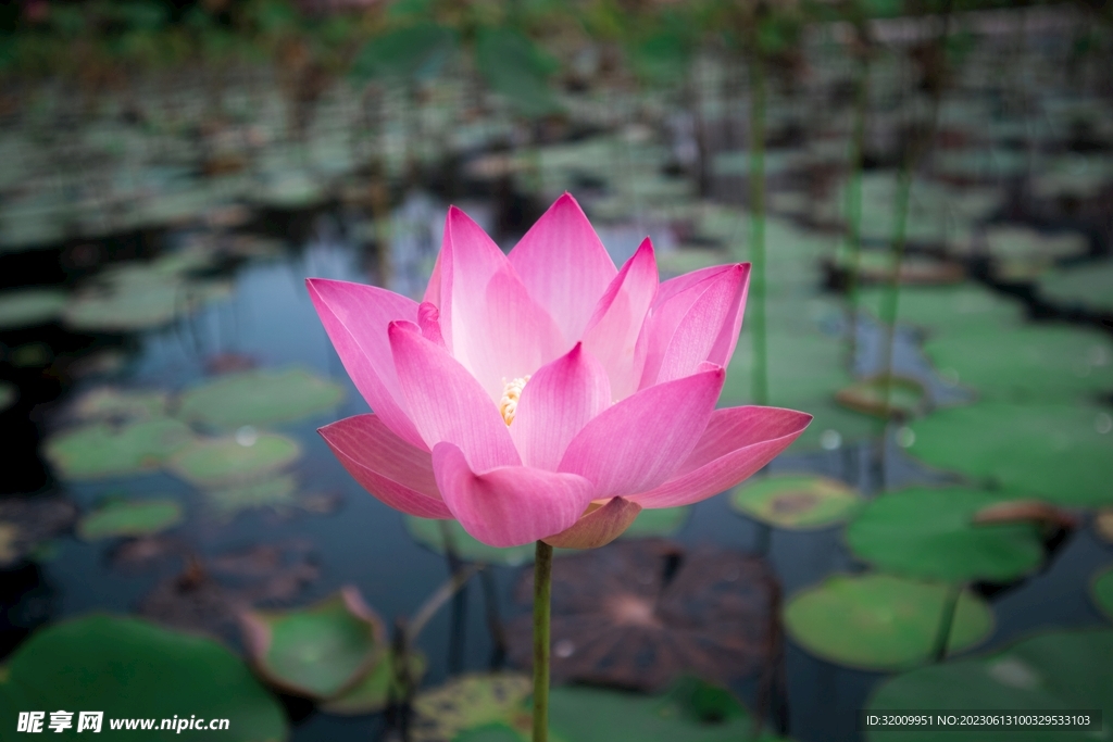 莲花             