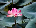 莲花             