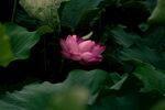 莲花             