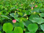 莲花             