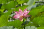 莲花             