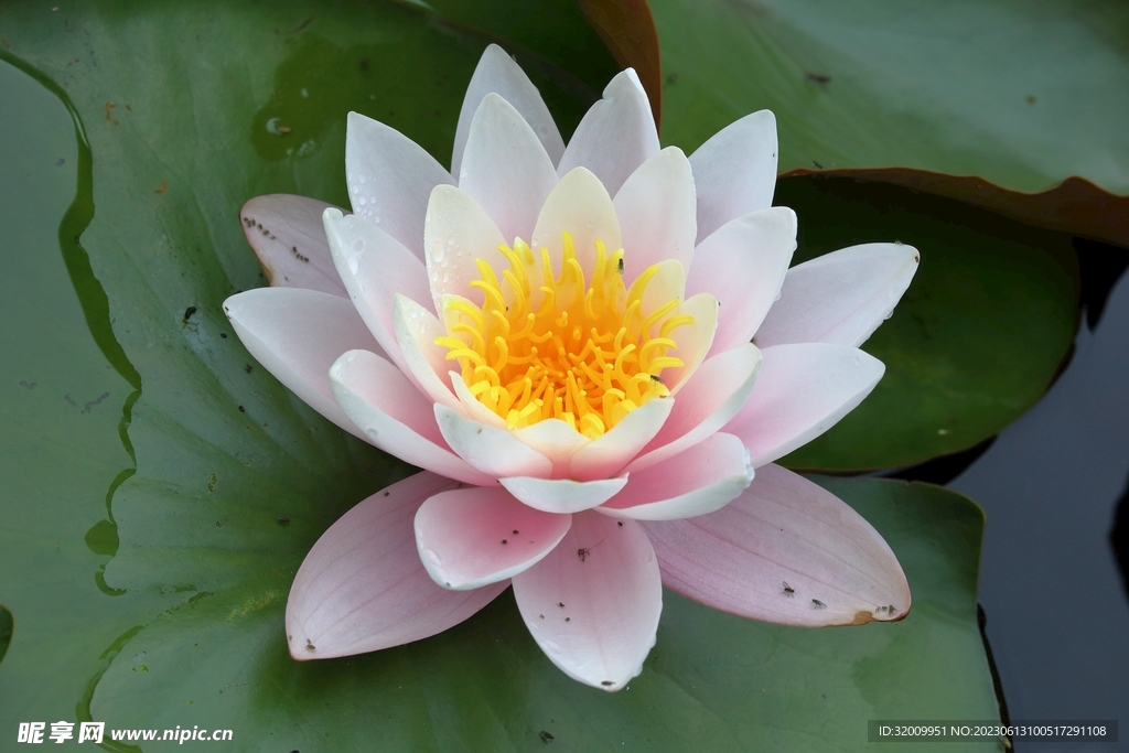莲花             