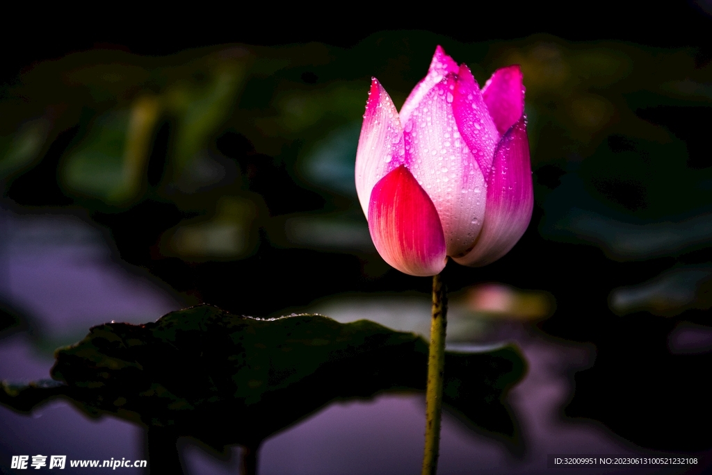 莲花             