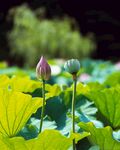 莲花             