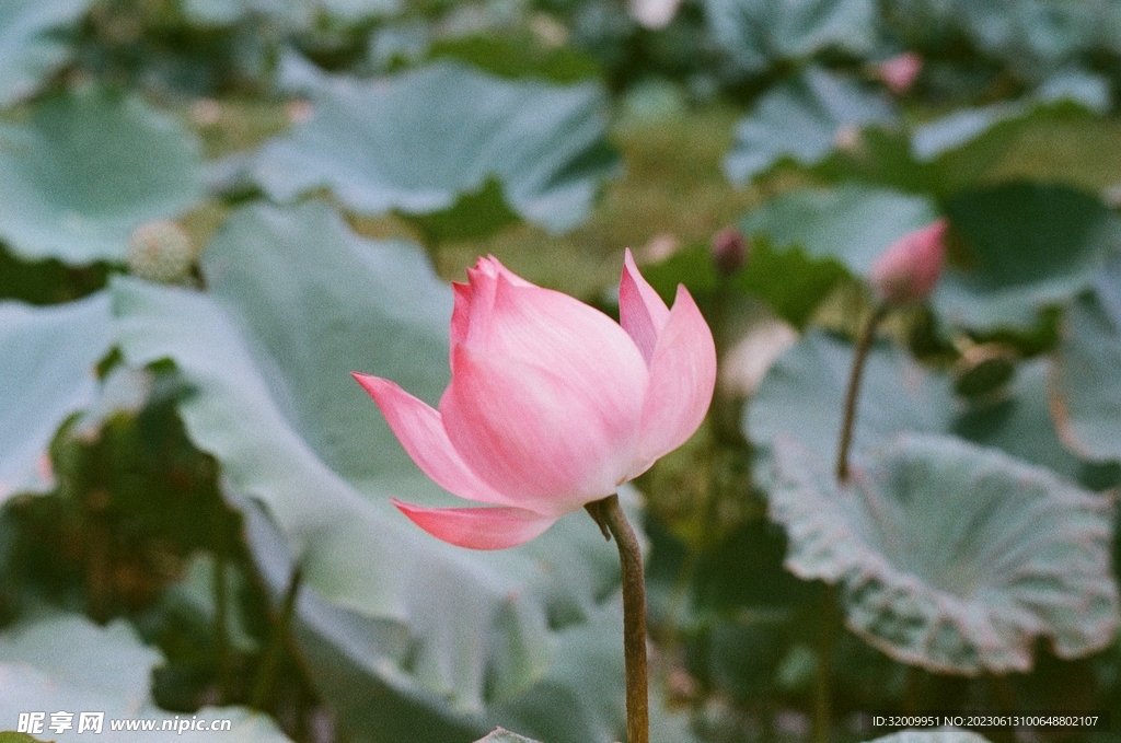 莲花             