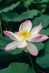 莲花             