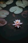 莲花             