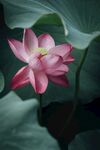 莲花             